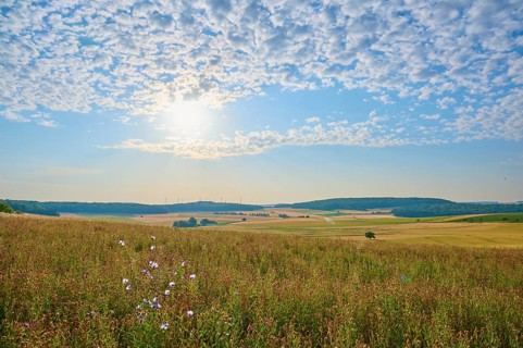 A field of wild flowers under a blue sky with different cloud patterns, summer, Höhefeld, Wertheim,