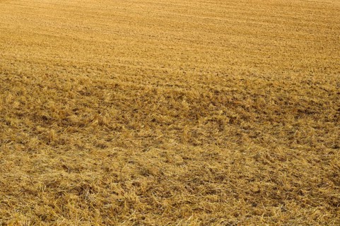 Close-up of a mown field with straw covering the brown soil, summer, Höhefeld, Wertheim,