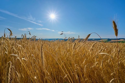 Close-up of rye grain ears swaying in the wind under the bright sun, summer, Wenkheim, Werbach,