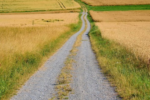 Narrow field path leads through ripe golden yellow wheat fields under a clear sky, summer,