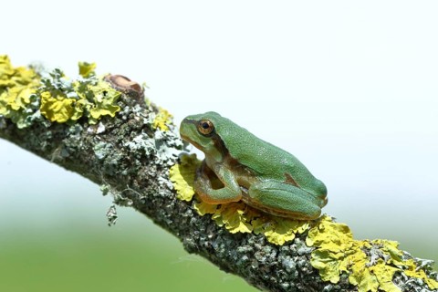 European tree frog (Hyla arborea) sitting on a lichen-covered branch in its natural environment,