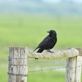 Raven crow (Corvus corone), sitting on a pasture gate, Ochsenmoor, Dümmer See, Hüde, Lower Saxony,