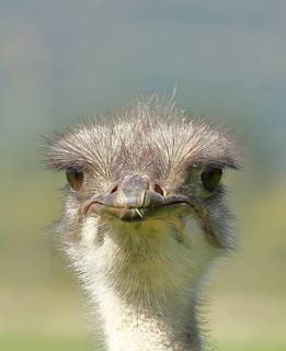 Common ostrich (Struthio camelus), portrait, captive, Rhineland-Palatinate, Germany