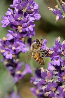 Honey bee (Apis mellifera) on a lavender flower (Lavandula angustifolia), macro photograph,