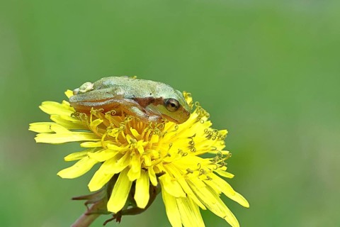 European tree frog (Hyla arborea) sitting on a yellow dandelion flower (Taráxacum), close-up, Lake