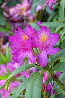 Rhododendron flowers (Rhododendron Homer), purple flowers, in a garden, Wilnsdorf, North