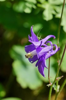 Columbine (Aquilegia vulgaris), blue flower in a garden, wildflower, close-up, Wilnsdorf, North