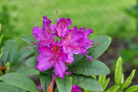 Rhododendron flowers (Rhododendron Homer), purple flowers, in a garden, Wilnsdorf, North