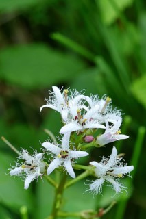 Menyanthes trifoliata or bitter clover, medicinal plant, close-up of a flower in a meadow,