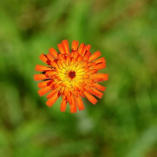 Orange hawkweed, orange-red hawkweed (Hieracium aurantiacum), flower on a rough meadow, close-up,
