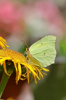 Lemon butterfly (Gonepteryx rhamny) on a yellow flower of a Great Telekie (Telekia speciosa),