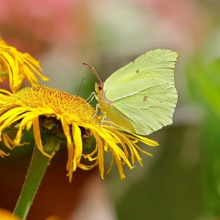 Lemon butterfly (Gonepteryx rhamny) on a yellow flower of a Great Telekie (Telekia speciosa), macro