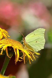 Lemon butterfly (Gonepteryx rhamny) on a yellow flower of a Great Telekie (Telekia speciosa),