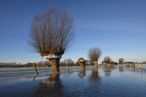 In frosty cold weather... Head willow (Rhine flood in winter 2020, 2021) with ice ring on Bislicher