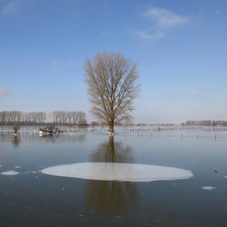 Land under ice... frozen winter flood (Lower Rhine), Bislicher Insel, after the Rhine flood came