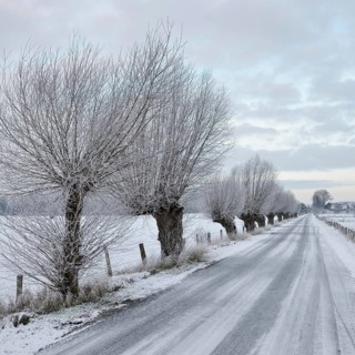 Pollarded trees, pollarded willows (Salix sp.) line an icy country road on Bislicher Insel on a