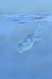 Whale watching on the Lower Rhine... Whale (winter 2020, 2021), naturally grown ice sculpture