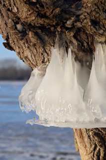 Natural flood level indicator... Bislicher Insel (winter flood 2020, 2021), ice rings on the trees