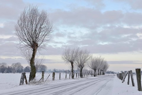 Young pollarded trees, pollarded willows (Salix sp.) line a snow-covered country lane on Bislicher