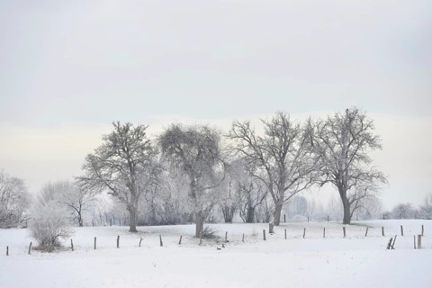 Old trees covered in snow and hoar frost... Bislicher Insel (North Rhine-Westphalia), typical