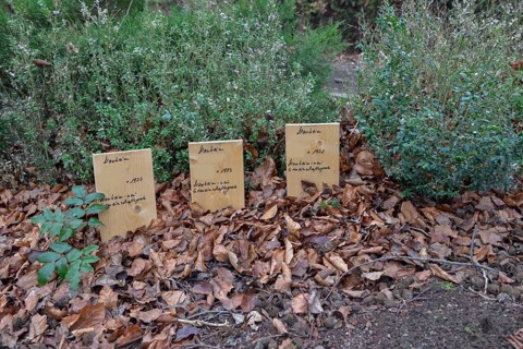 Kerpen-Manheim, December 2018: Peace of mind... old cemetery, evidence of reburial of the deceased
