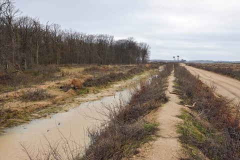 View of Hambach Forest and the nearby edge of the open-cast lignite mine. Hambach Forest became a