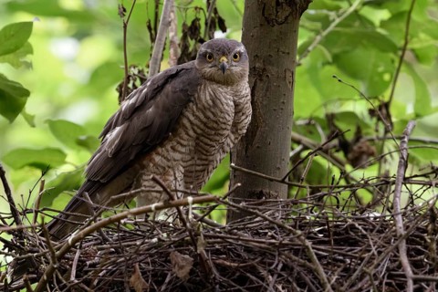 Sparrowhawk eyes... Sparrowhawk (Accipiter nisus), female sparrowhawk, widespread, secretive bird