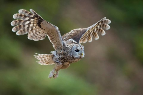 Let's go... Tawny owl (Strix aluco) in flight, side view of a powerfully flying owl in flapping
