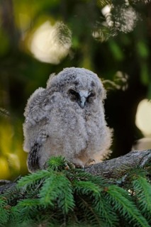 The nestling... Long-eared owl (Asio otus), long-eared owl nestling, young owl, young bird in moult