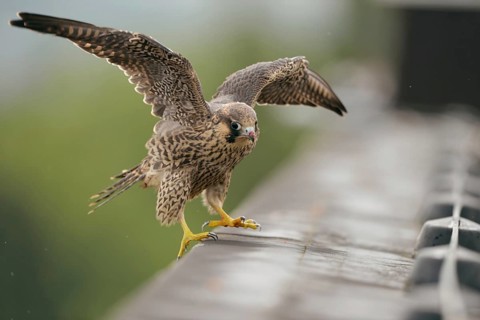 Balance exercises... Peregrine falcon (Falco peregrinus), young falcon learns to fly, lands