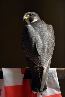 Proud bird... Peregrine falcon (Falco peregrinus), male, tercel, resting on a wooden railing, rear