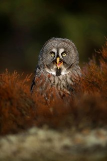 Funny owl... Bearded owl (Strix nebulosa), calling owl sits in the herb layer on the ground, looks