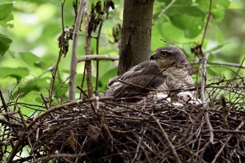 Hooting... Sparrowhawk (Accipiter nisus (, female adult bird sitting on the nest, eyrie, warming