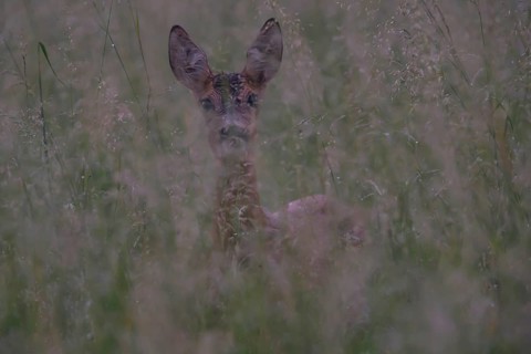 Roe deer (Capreolus capreoöus) Goat Germany