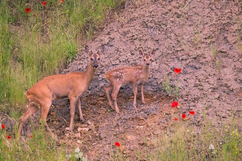 Roe deer (Capreolus capreoöus) Goat with fawn Germany