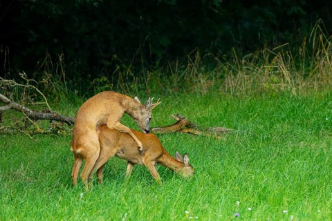 Roe deer (Capreolus capreolus) mating Germany