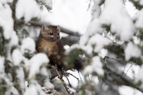 Through a gap in the branches... Pine marten (Martes americana) sits hidden in the branches of a