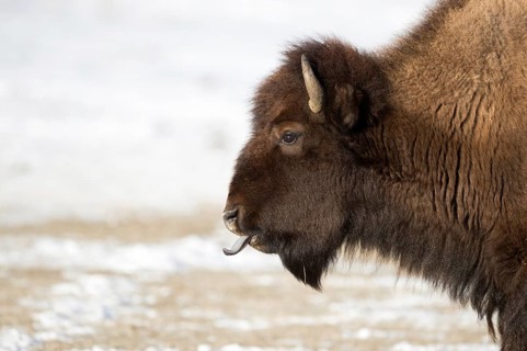 Blue tongue... American Bison (Bison bison) sticks out its tongue, licks its nostrils, detailed