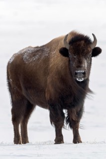Direct eye contact... American Bison (Bison bison), adult female in winter in the snow, frontal