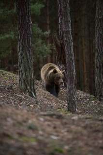 Rare encounter in the mountain forest... European brown bear (Ursus arctos), loner on its foray