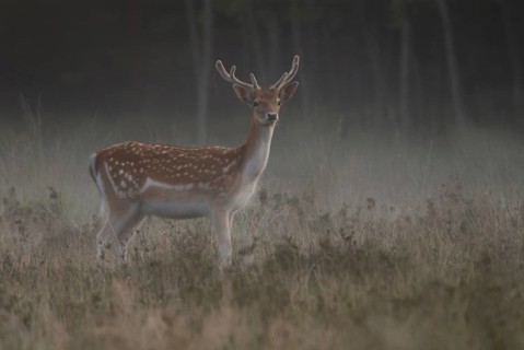 At dawn... Fallow deer (Dama dama) with fresh velvet antlers, attentive fallow deer in the very