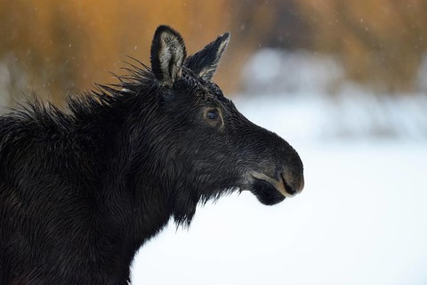 Moose calf... Elk (Alces alces), young animal in the snow, detailed head portrait, close-up in