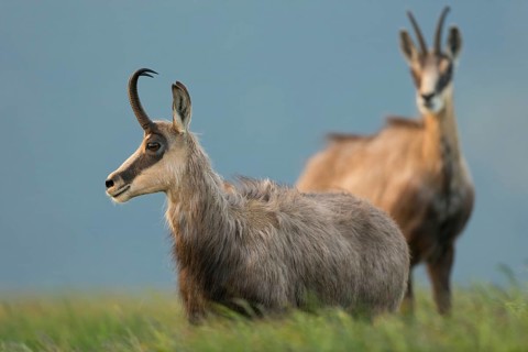 In the tall grass... Chamois (Rupicapra rupicapra), two chamois early in the morning at sunrise on