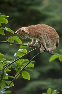 The view downwards... Eurasian lynx (Lynx lynx), young lynx balancing carefully on a thin branch,