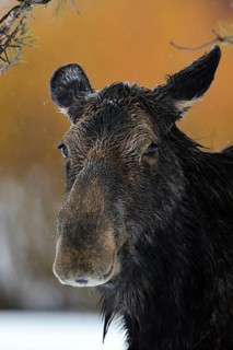 Cow elk... Elk (Alces alces) in winter in the rain, adult female, detailed head portrait, wildlife,