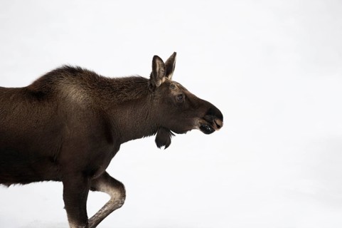 Bleed... Elk (Alces alces), young bull elk with freshly shed antlers, without antlers in winter,