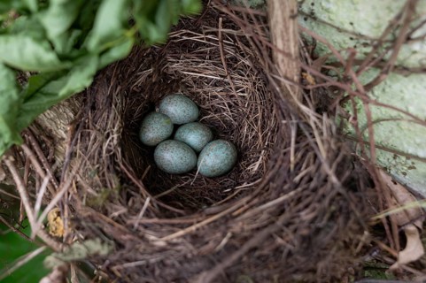 Five blue-green eggs in a blackbird's nest (Turdus merula), Bavaria, Germany