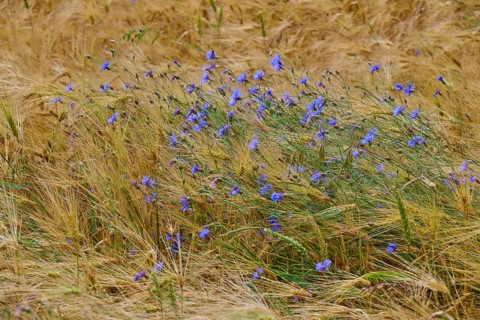 Cornflowers in a windswept cornfield convey peace and simplicity, Germerode, Geo nature park Park