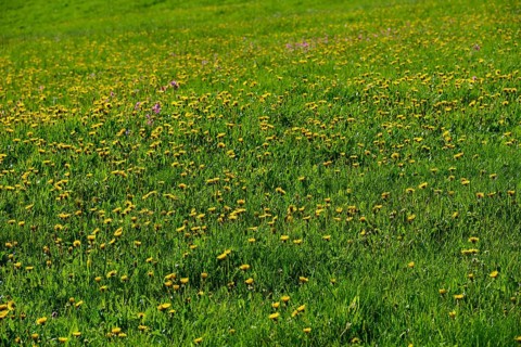 Meadow strewn with yellow dandelion flowers in a lively spring landscape, spring, Schauinsland,