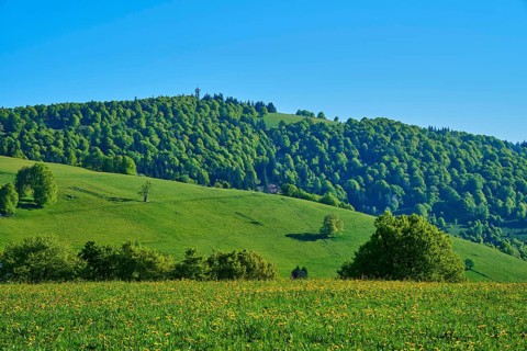 Mountain peak Schauinsland hilly landscape with dense forest and extensive meadows under a clear